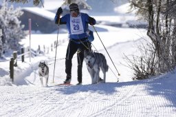 Lenk 2013